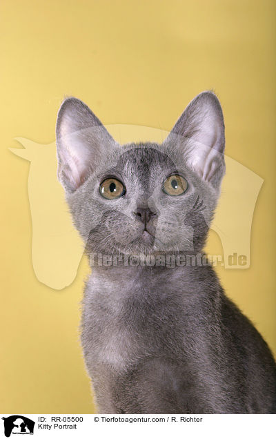 Korat Ktzchen / Kitty Portrait / RR-05500