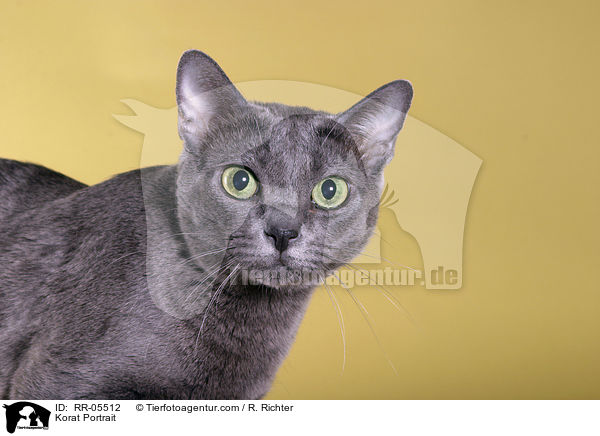 Korat Portrait / Korat Portrait / RR-05512