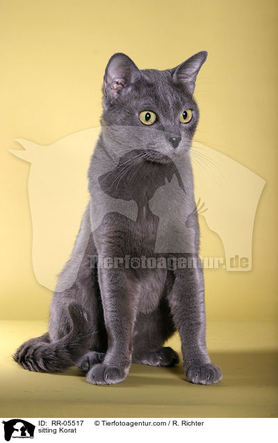 sitting Korat / RR-05517
