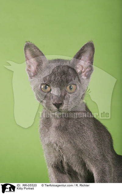 Korat Ktzchen / Kitty Portrait / RR-05520