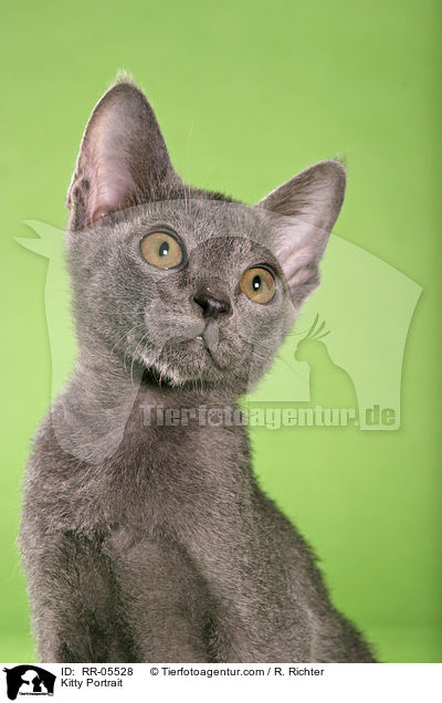 Korat Ktzchen / Kitty Portrait / RR-05528