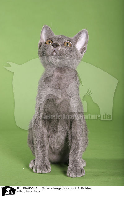 sitzendes Korat Ktzchen / sitting korat kitty / RR-05531