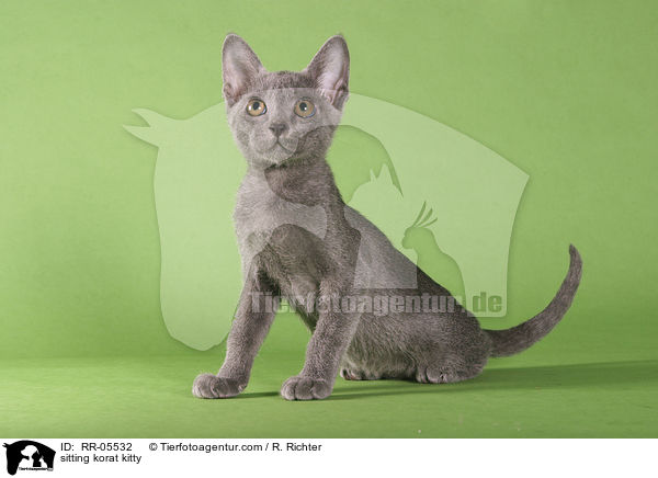 sitzendes Korat Ktzchen / sitting korat kitty / RR-05532