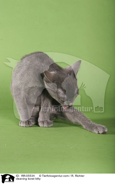 putzendes Korat Ktzchen / cleaning korat kitty / RR-05534