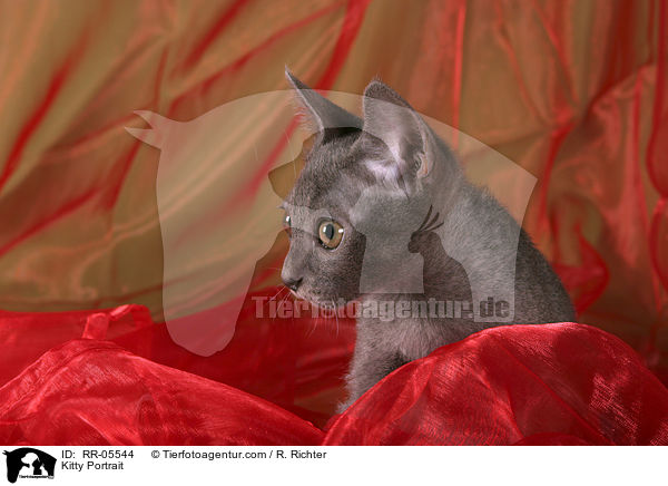 Korat Ktzchen / Kitty Portrait / RR-05544