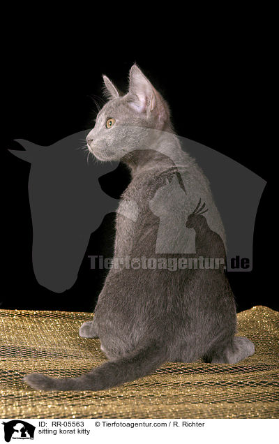 sitzendes Korat Ktzchen / sitting korat kitty / RR-05563