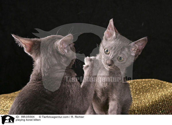 playing korat kitten / RR-05564