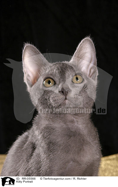 Korat Ktzchen / Kitty Portrait / RR-05566