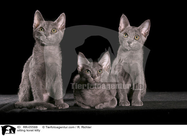 sitting korat kitty / RR-05588