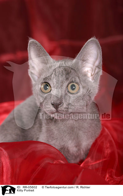 Korat Ktzchen / Kitty Portrait / RR-05602