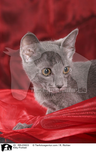 Korat Ktzchen / Kitty Portrait / RR-05603