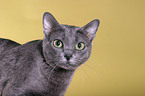 Korat Portrait