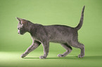 korat kitty in action