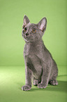 sitting korat kitty