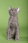 sitting korat kitty