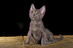 sitting korat kitty