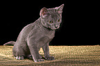 sitting korat kitty