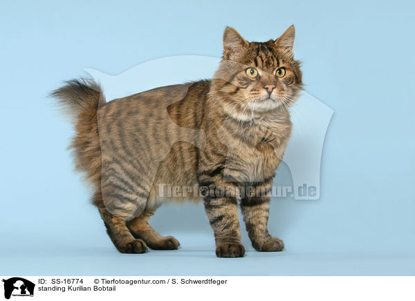 stehende Kurilian Bobtail / standing Kurilian Bobtail / SS-16774