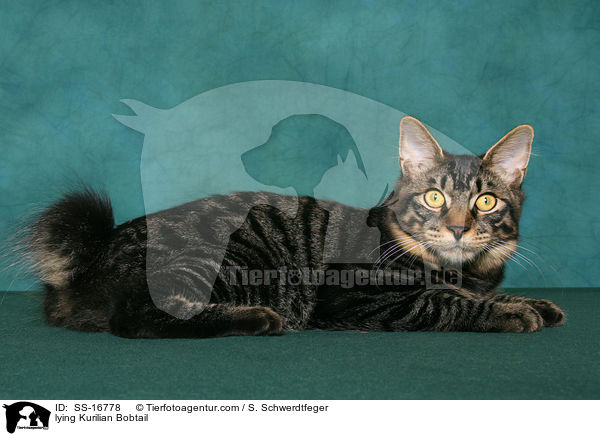 liegende Kurilian Bobtail / lying Kurilian Bobtail / SS-16778