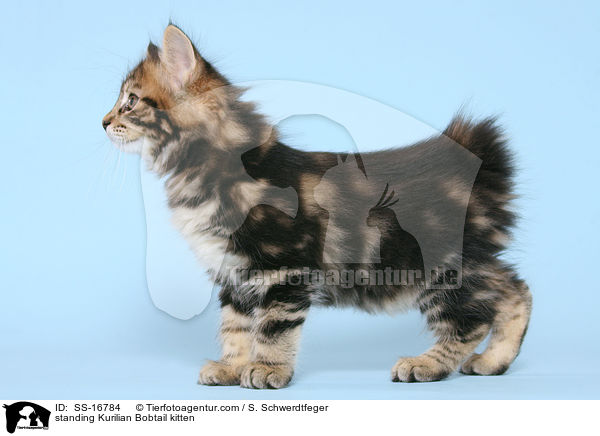 stehendes Kurilian Bobtail Ktzchen / standing Kurilian Bobtail kitten / SS-16784
