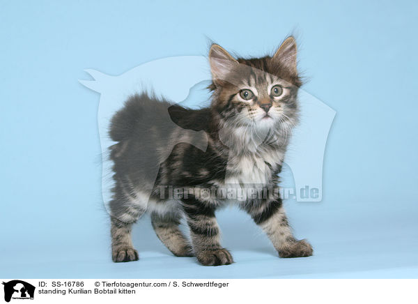 stehendes Kurilian Bobtail Ktzchen / standing Kurilian Bobtail kitten / SS-16786