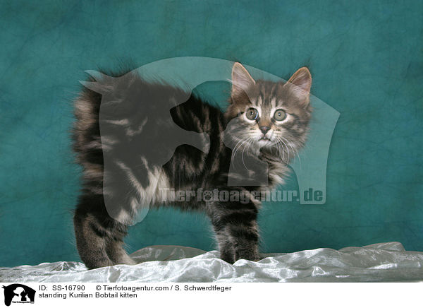 stehendes Kurilian Bobtail Ktzchen / standing Kurilian Bobtail kitten / SS-16790