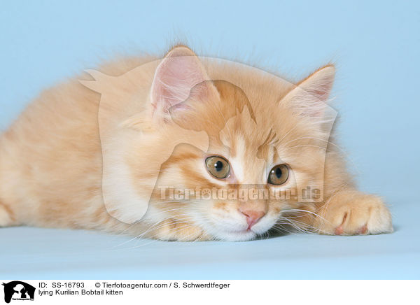 lying Kurilian Bobtail kitten / SS-16793