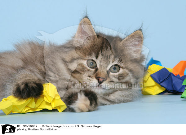 spielendes Kurilian Bobtail Ktzchen / playing Kurilian Bobtail kitten / SS-16802