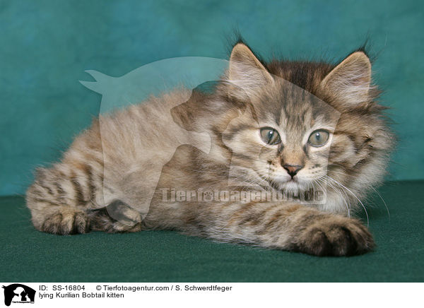 lying Kurilian Bobtail kitten / SS-16804