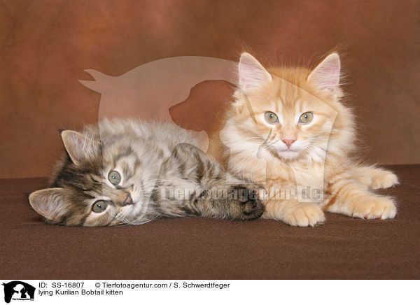 liegende Kurilian Bobtail Ktzchen / lying Kurilian Bobtail kitten / SS-16807