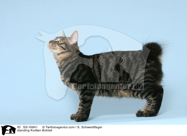 stehende Kurilian Bobtail / standing Kurilian Bobtail / SS-16841