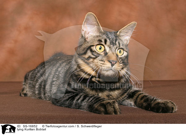 liegende Kurilian Bobtail / lying Kurilian Bobtail / SS-16852