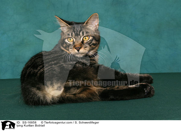 liegende Kurilian Bobtail / lying Kurilian Bobtail / SS-16858