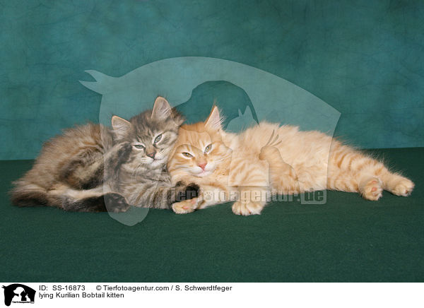 liegende Kurilian Bobtail Ktzchen / lying Kurilian Bobtail kitten / SS-16873