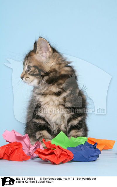 sitzendes Kurilian Bobtail K�tzchen / sitting Kurilian Bobtail kitten / SS-16883