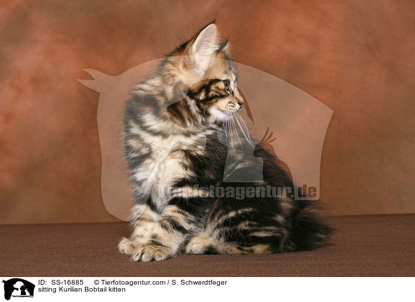 sitzendes Kurilian Bobtail Ktzchen / sitting Kurilian Bobtail kitten / SS-16885