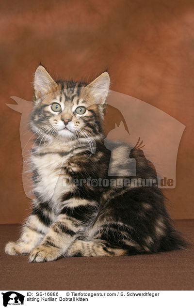 sitzendes Kurilian Bobtail Ktzchen / sitting Kurilian Bobtail kitten / SS-16886