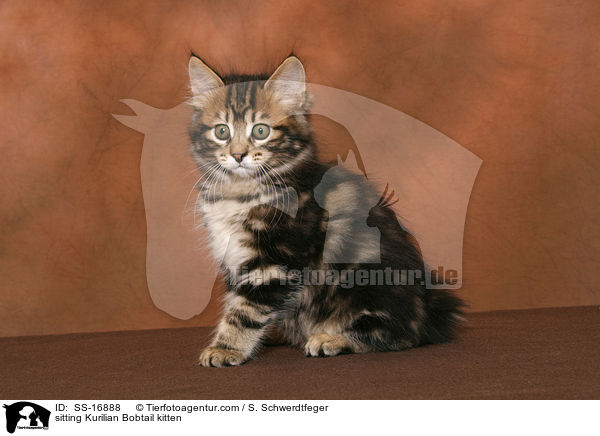 sitzendes Kurilian Bobtail Ktzchen / sitting Kurilian Bobtail kitten / SS-16888
