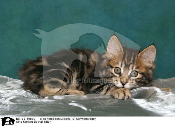 liegendes Kurilian Bobtail Ktzchen / lying Kurilian Bobtail kitten / SS-16889