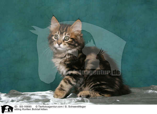 sitzendes Kurilian Bobtail Ktzchen / sitting Kurilian Bobtail kitten / SS-16890