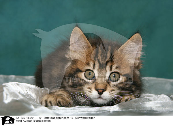 lying Kurilian Bobtail kitten / SS-16891