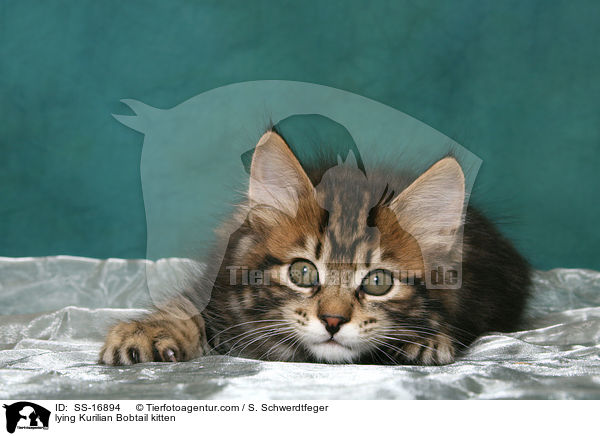 liegendes Kurilian Bobtail Ktzchen / lying Kurilian Bobtail kitten / SS-16894