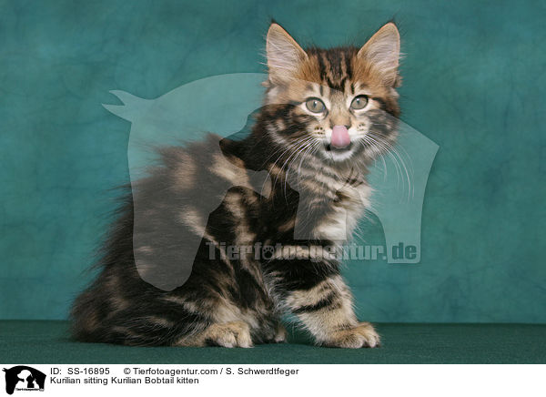 Kurilian sitting Kurilian Bobtail kitten / SS-16895
