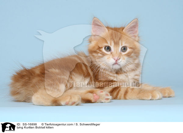 lying Kurilian Bobtail kitten / SS-16898