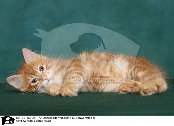 liegendes Kurilian Bobtail Ktzchen / lying Kurilian Bobtail kitten / SS-16899