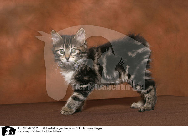 stehendes Kurilian Bobtail Ktzchen / standing Kurilian Bobtail kitten / SS-16912