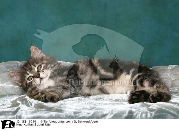 liegendes Kurilian Bobtail Ktzchen / lying Kurilian Bobtail kitten / SS-16914