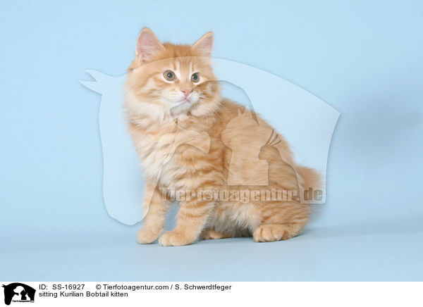 sitzendes Kurilian Bobtail Ktzchen / sitting Kurilian Bobtail kitten / SS-16927