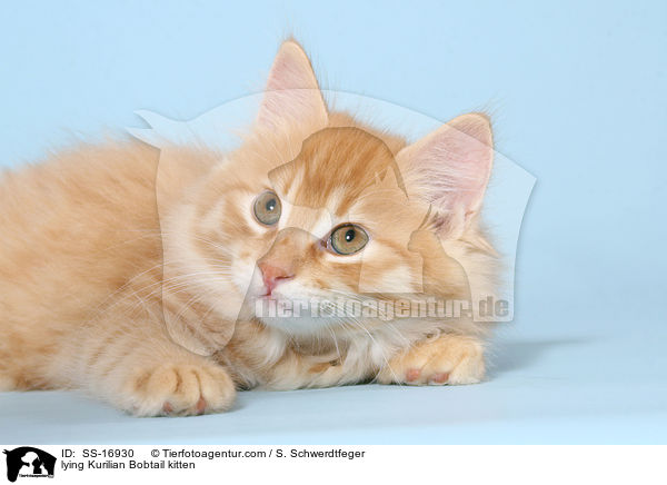 lying Kurilian Bobtail kitten / SS-16930