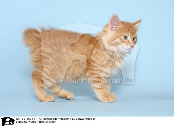 standing Kurilian Bobtail kitten / SS-16941